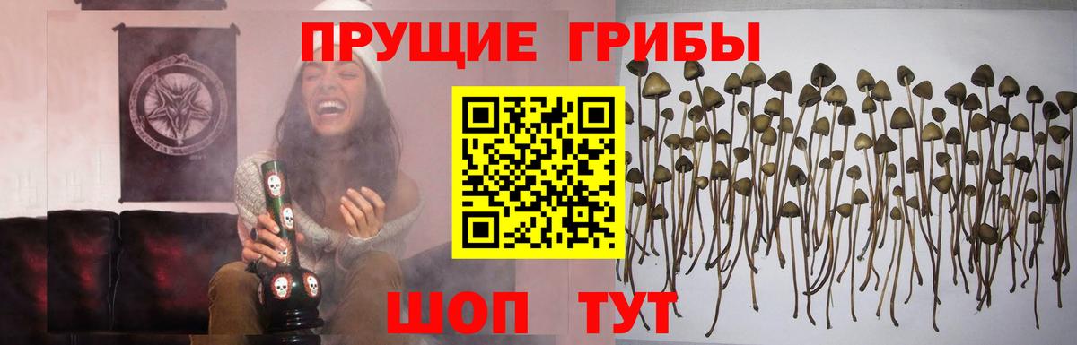 Королёв  Псилоцибиновые грибы Psilocybine cubensis  Вход с VPN 
